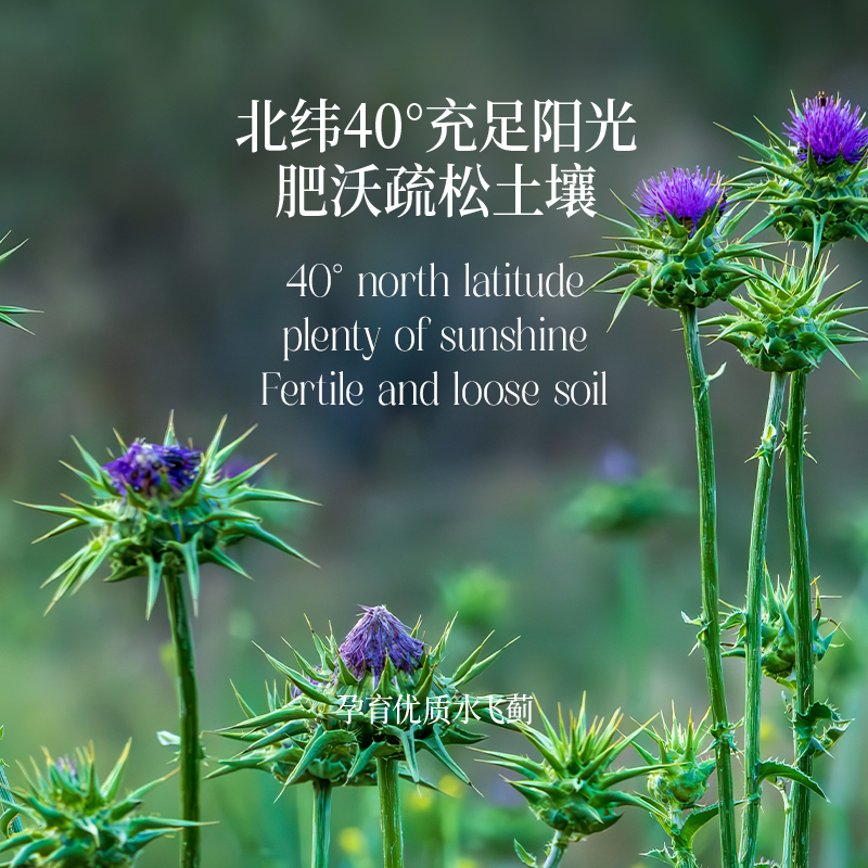 晟麦水飞蓟籽油500ml 低温冷榨初榨奶蓟籽油食用油玻璃瓶肝脏包邮