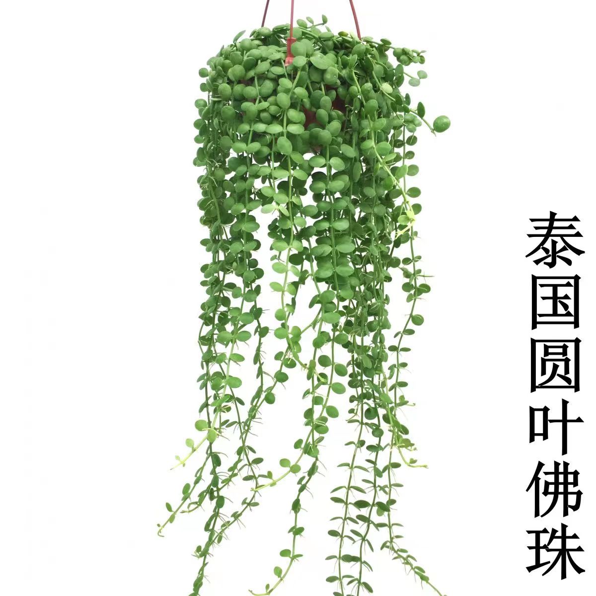 佛珠情人泪多肉植物吊兰爱之蔓长藤垂吊好养吊兰室内绿植防辐射-图3