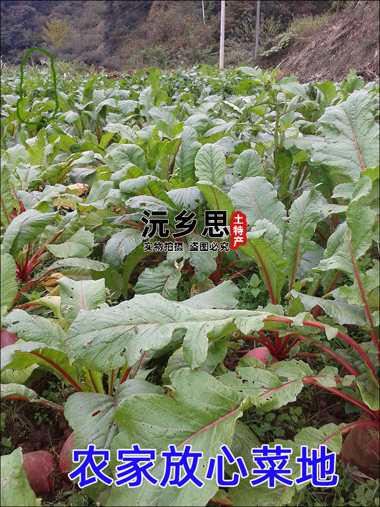 包邮湖南怀化芷江辰溪酸萝卜手工自制泡菜酸甜酸辣萝卜开胃咸菜 - 图2