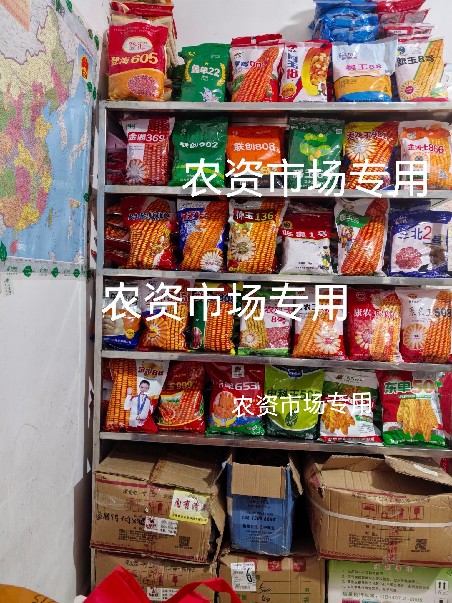 登海605玉米种子原装红轴矮杆大3号2023耐旱耐涝害虫不吃蜗牛不爬-图3