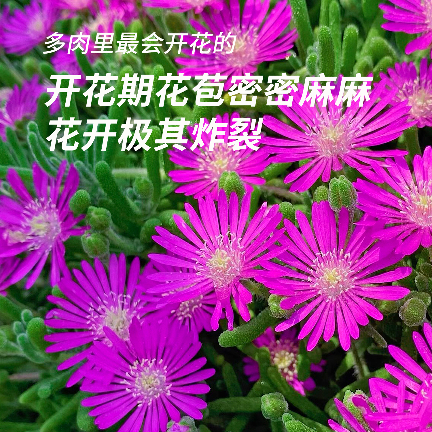 夏小姐的花店*南非番杏多肉小盆栽耐热耐寒耐旱垂吊枝干盆栽植物 - 图2