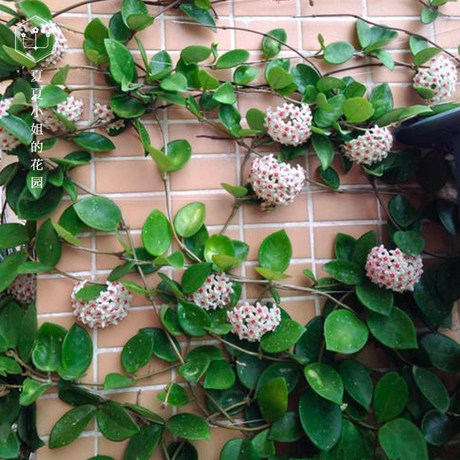 夏夏小姐的花园 球兰盆栽花苗室内阳台耐荫攀爬