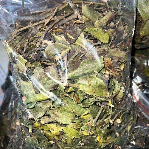 海南野生黄芽寄生正宗凉茶清盰明目乙盰专用 500g-图1