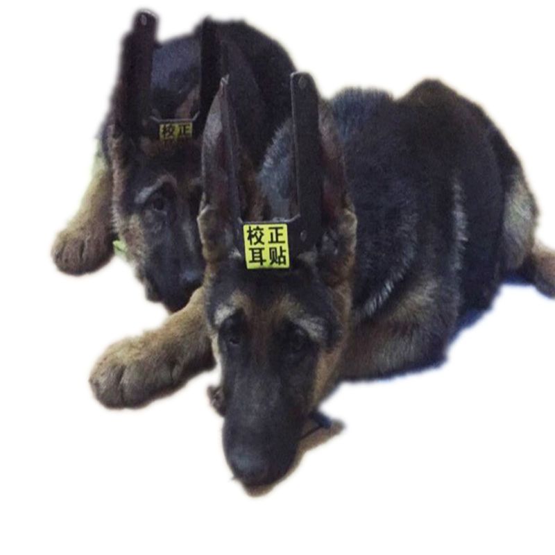 包邮德牧大丹狼青专用立耳器宠物狗立耳贴矫正器耳朵胶水用品正品-图3