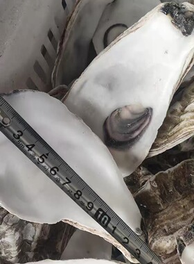 装饰品贝壳手工DIY烧烤牡蛎壳生蚝壳鱼池缸滤材贝壳污水过滤蚝壳