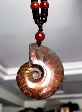 天然斑彩螺吊坠菊石化石项链实物