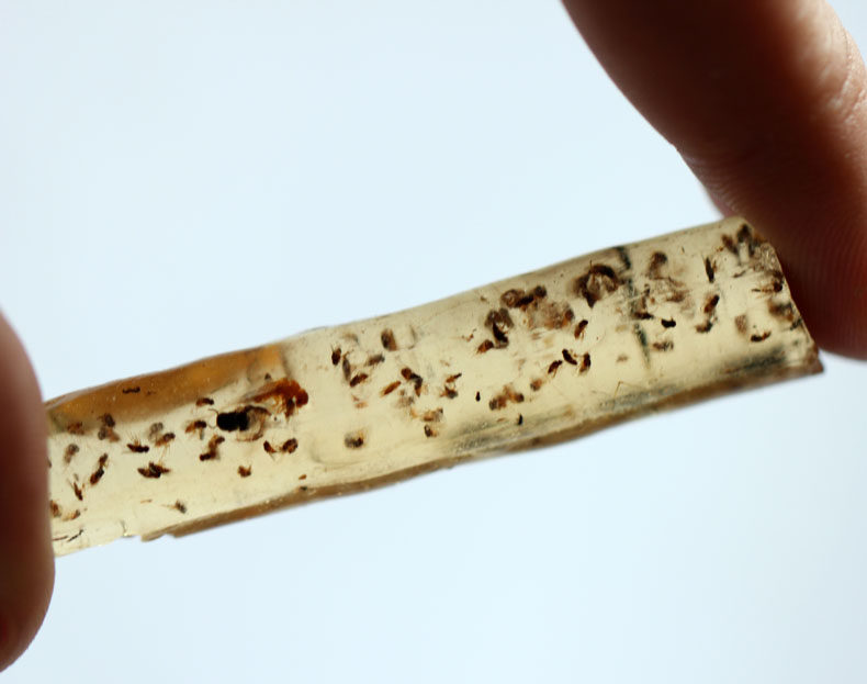 水玉冰魄天然柯巴脂把玩料琥珀原石 水玉冰魄摆件