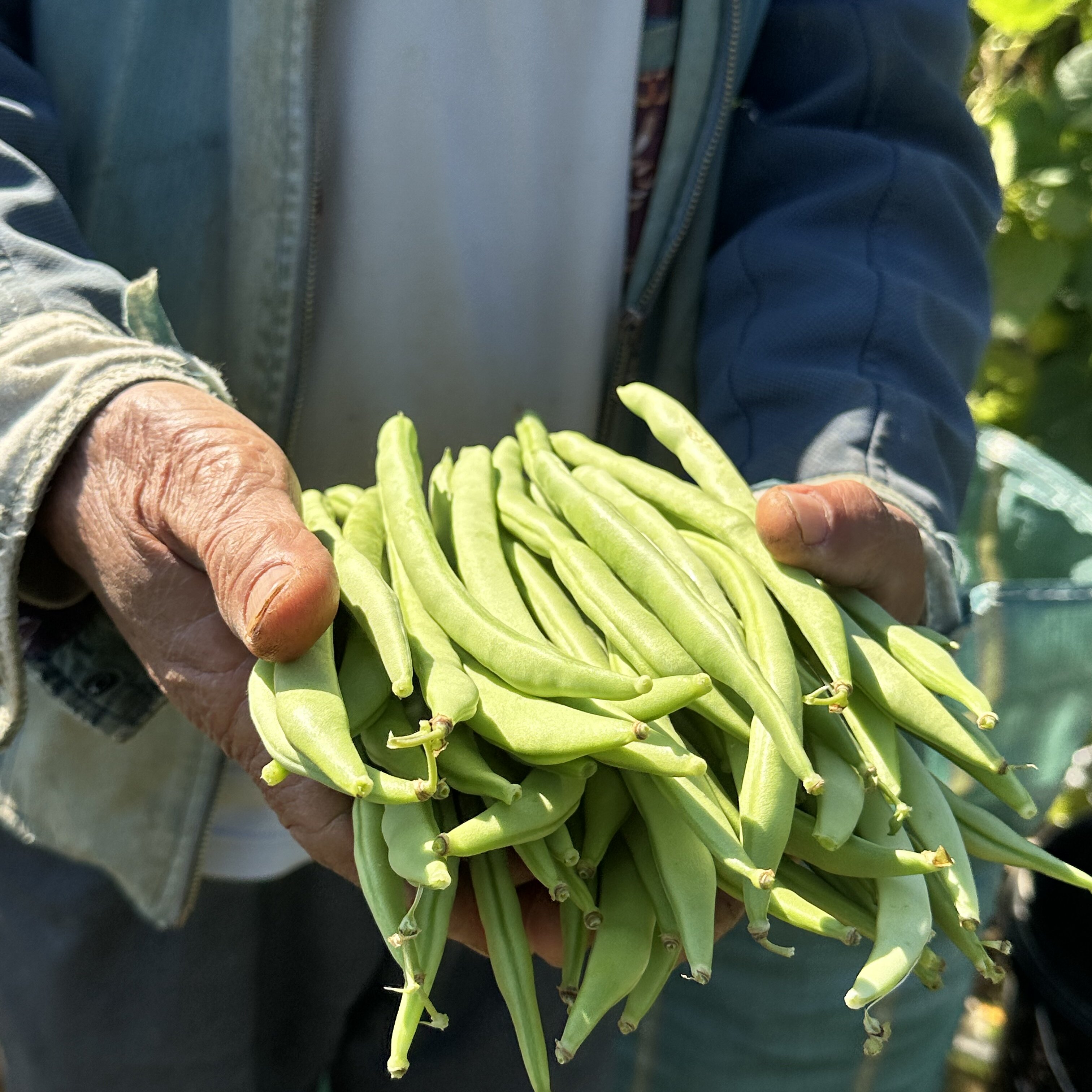云南四季豆新鲜现摘油豆角露天无筋嫩豇豆应季农家时令蔬菜,淘宝优惠券,粉丝福利购,淘宝优惠卷