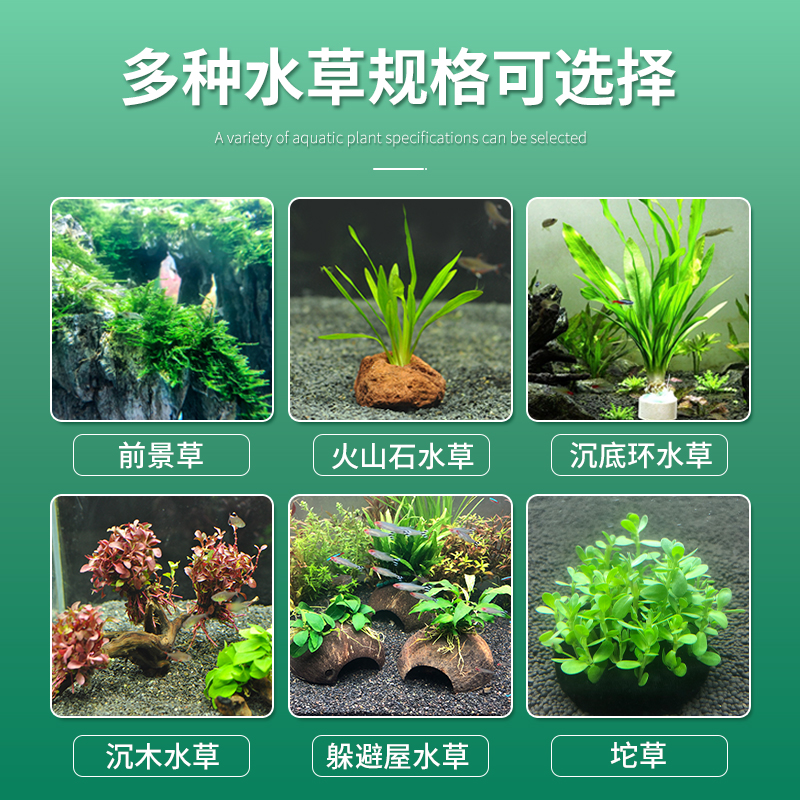 水榕水草植物鱼缸造景阴性淡水懒人活体大叶榕黄金迷你榕沉木真草