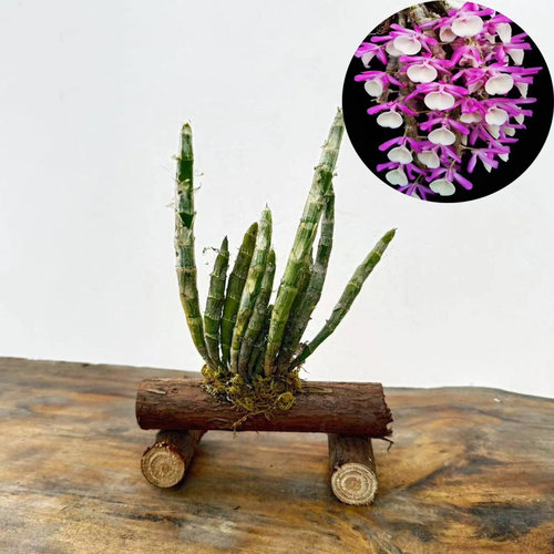（带新芽）报春石斛 浓香花粉色 花卉板植观赏 附生兰吊养 石斛兰 - 图3