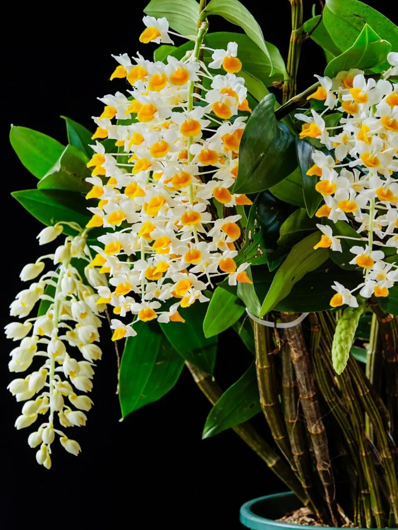 球花石斛 易花 大小丛苗 球兰球形花 浅黄色绿植盆栽 盆景 吊兰花 - 图0