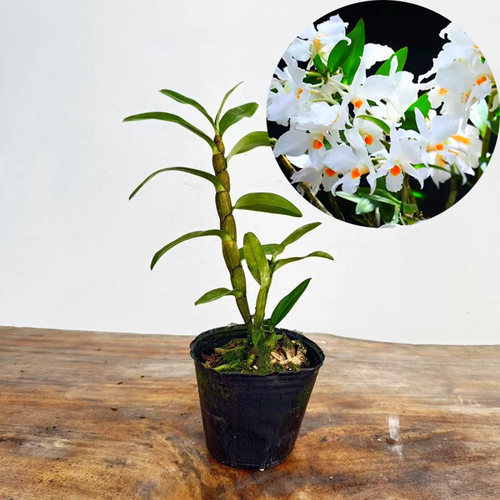 （带塑料盆）稀有大花美丽石斛 纯白色 花洁白无瑕干净黑毛类洋兰 - 图1