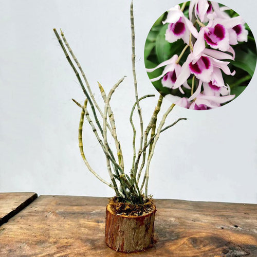 稀有檀香石斛 有香味原生檀香石斛苗 阳台观花 花园盆栽 盆景花苗 - 图2