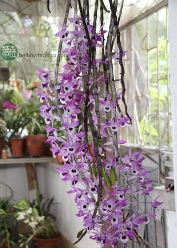 喇叭唇石斛 稀有兰花 紫花石斛 洋兰 瀑布吊养开花很美 - 图0