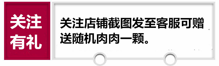 雅乐之舞锦多肉植物金枝玉叶肉肉盆栽办公室内绿植花卉防辐射 - 图1