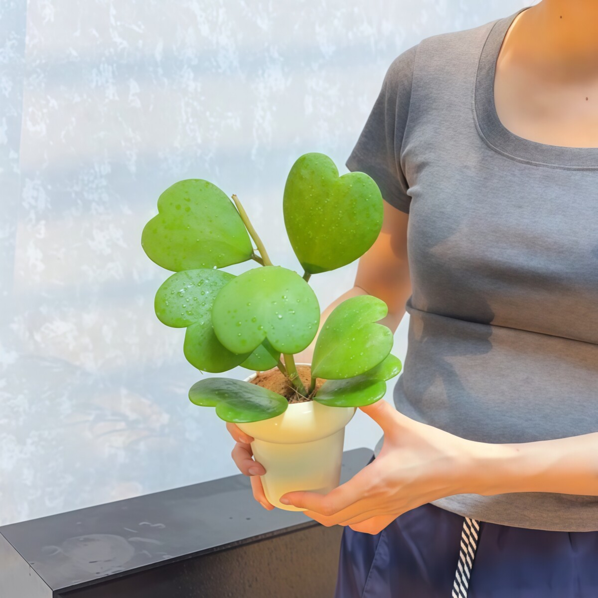 心叶球兰一片心心形多肉植物耐阴办公室内客厅桌面绿植花卉盆栽,淘宝优惠券,粉丝福利购,淘宝优惠卷