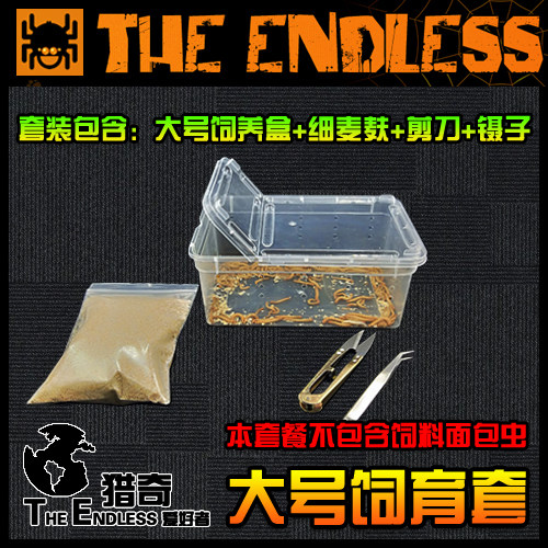 【TE猎奇】爬宠 异宠 螳螂 跳蛛 蜥蜴 昆虫 蜘蛛 活体饲料 面包虫 - 图3