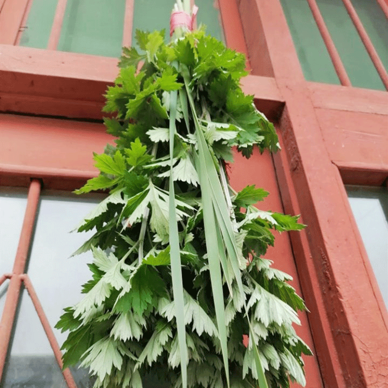 新鲜艾草整棵艾叶菖蒲清明节全株艾草叶长颗花束端午挂门艾蒿驱蚊-图3