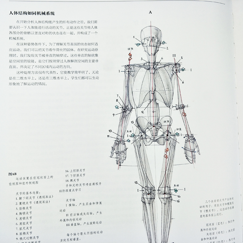 运动中的人体结构 彩色版 威尼斯美术学院 高清人体结构绘画教学手绘图赏析 骨骼解剖艺术素描动态人体人物素描临摹基础技法书籍 - 图3