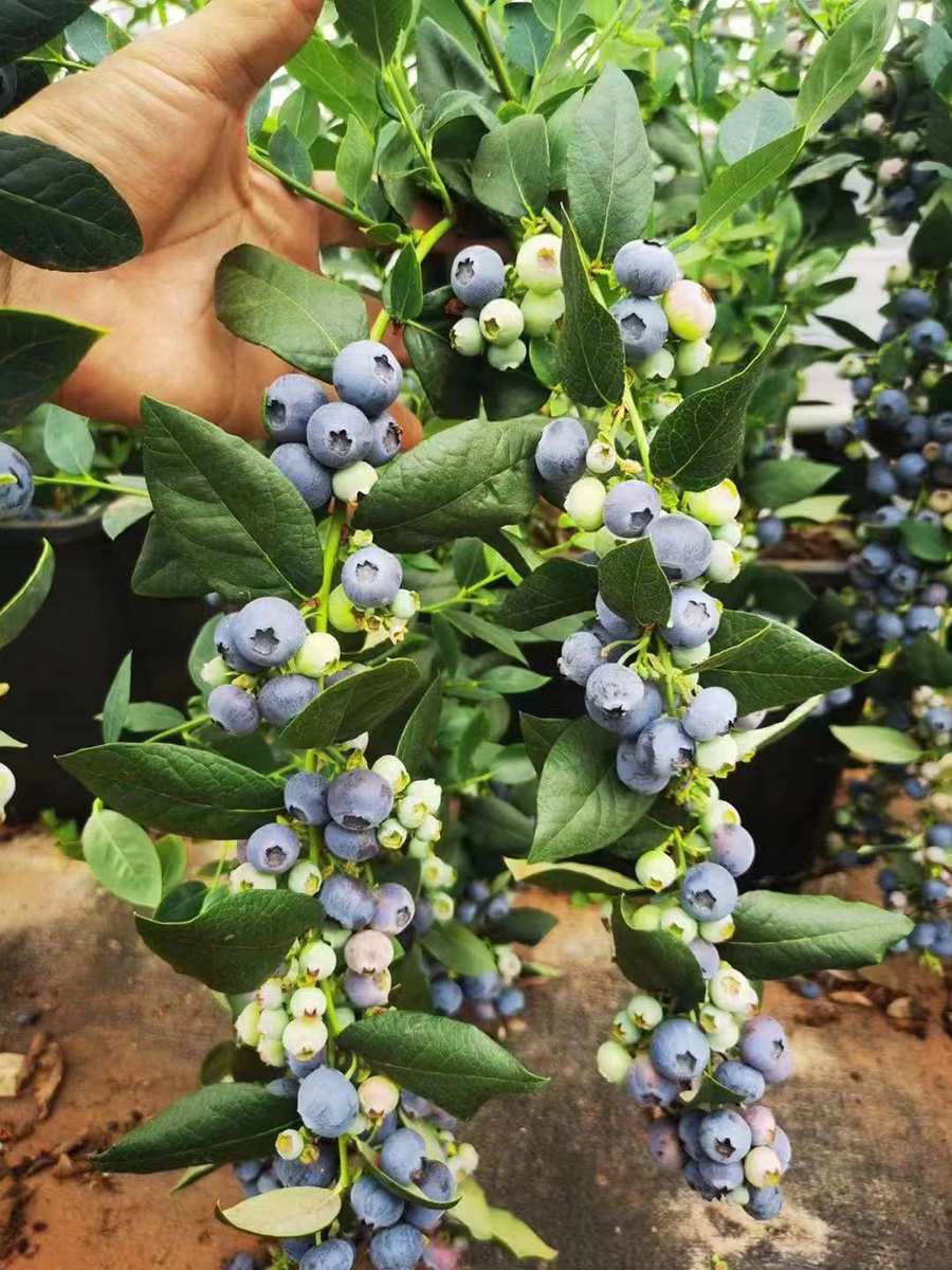 蓝莓果树苗带果盆栽北方南方庭院阳台种植可食用水果树小苗-图2