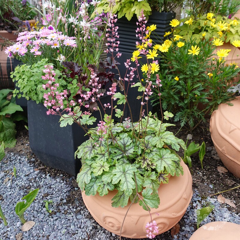 矾根盆栽花苗 露天花园庭院调色板观叶 多年生