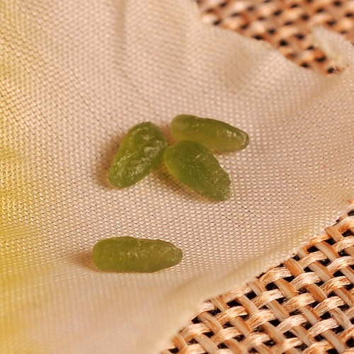 正宗东北特产绿竹米绿色大米新米叶绿素竹香米竹子米杂粮营养750g - 图2