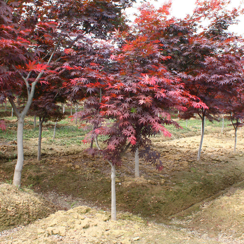 中国日本美国红枫树苗高档风景树园林绿化南北方别墅庭院地栽种植 - 图1