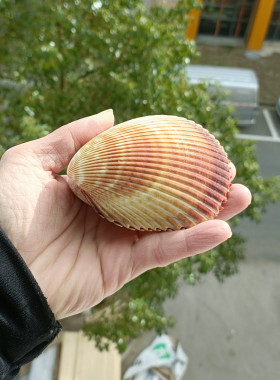 海螺贝壳珊瑚鱼缸收藏礼品