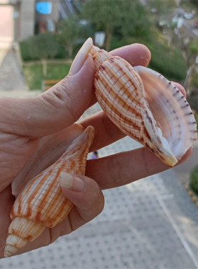 热卖天然海螺贝壳谷米螺寄居蟹卷贝鱼替换壳鱼缸水族造景收藏礼品