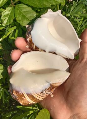鱼缸收藏水族造景海螺贝壳