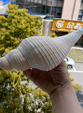 海螺贝壳纪念品天然礼品