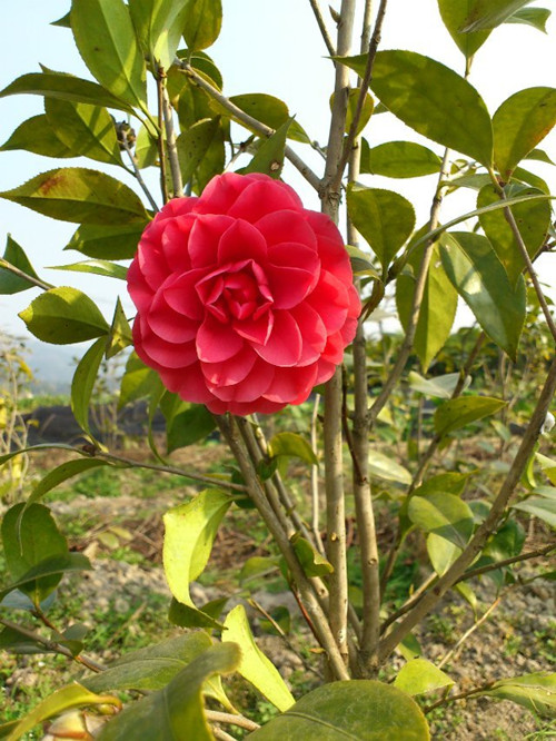 五色赤丹茶花盆栽花卉植物室内四季十八学士进口带花苞名贵茶花苗