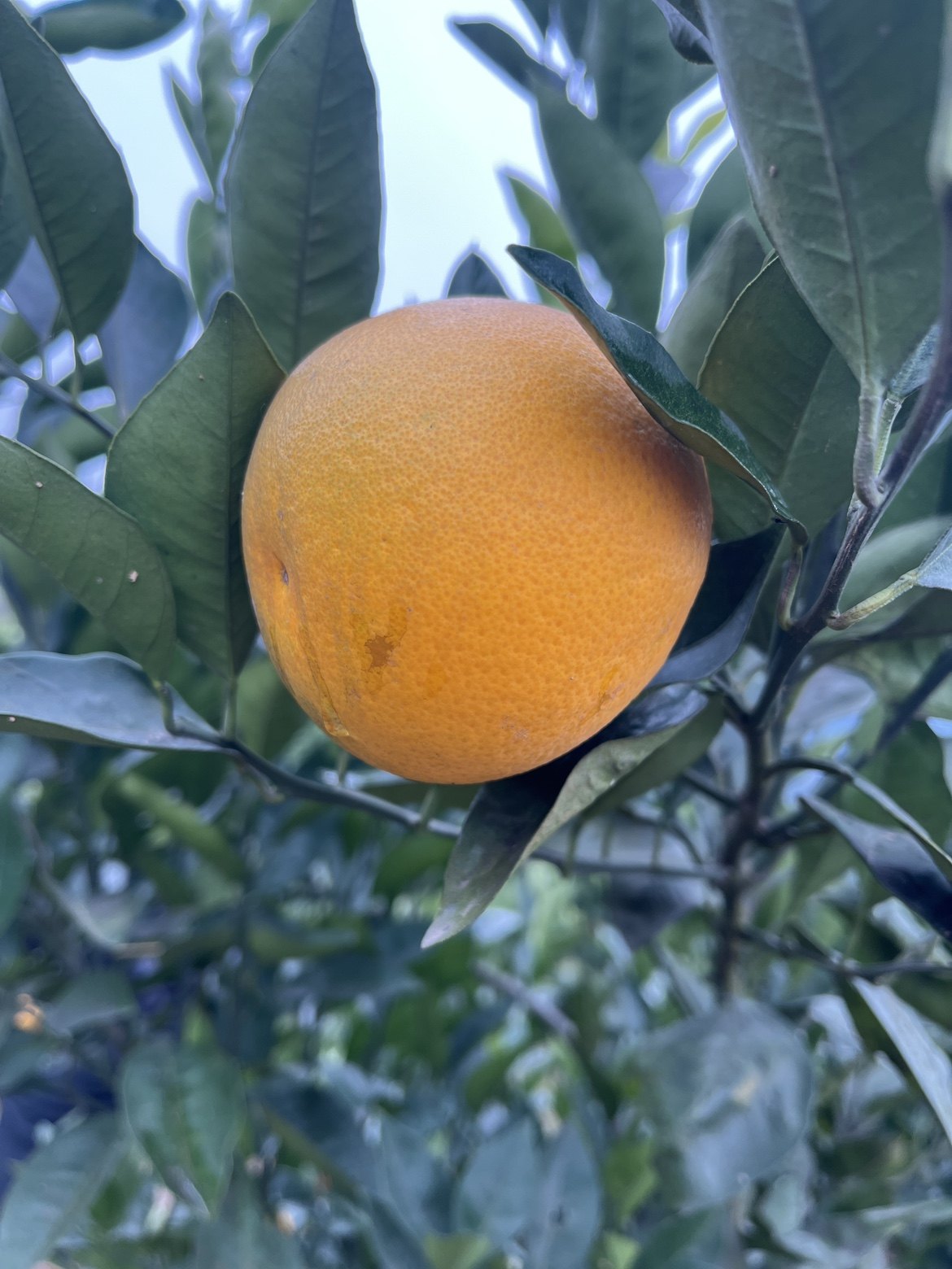 沃柑农家自产甜蜜多汁柑橘橘子新鲜水果10斤包邮,淘宝优惠券,粉丝福利购,淘宝优惠卷