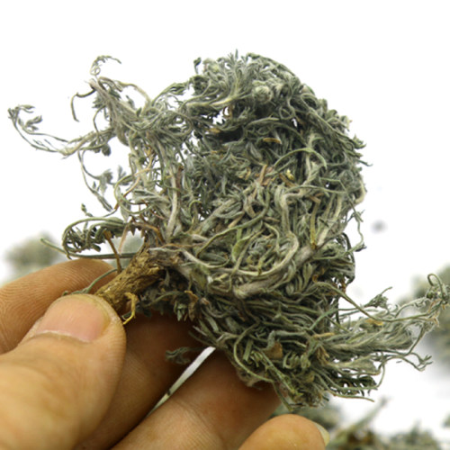 天然绵茵陈500克三月新鲜干货中药材正宗绵茵陈篙无硫茵陈茶 - 图2