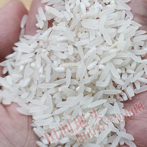 广东阳山农家大米晚稻新米七拱金象米不抛光不打蜡长粒象牙米5斤 - 图3