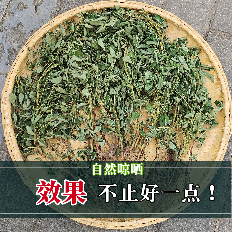 【野生仙鹤草】龙牙草大别山中药材500g克包邮龙芽草脱力草狼牙草-图2