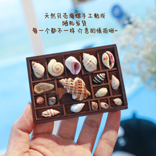 复古迷你贝壳海螺相框冰箱贴海边文创礼物海螺标本收藏收纳盒礼品 - 图0