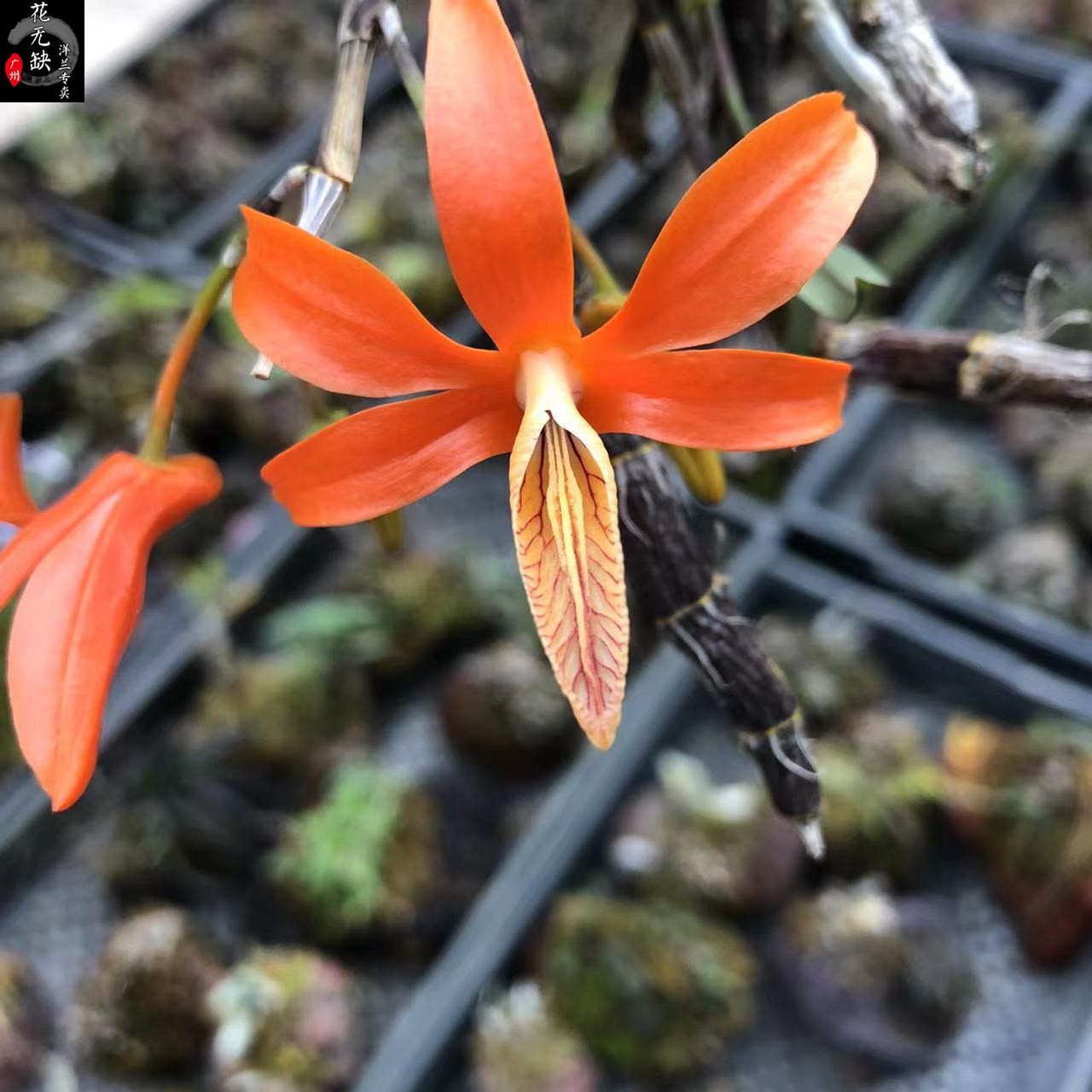 广州花无缺 独角石斛兰 名贵兰花 稀有品种