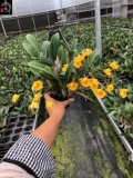 Taiju Dendrobium Gold Dendrobium, с ароматом, без аромата, весны и лета в период цветения, пожалуйста, посмотрите на реальный выстрел, прежде чем разместить заказ