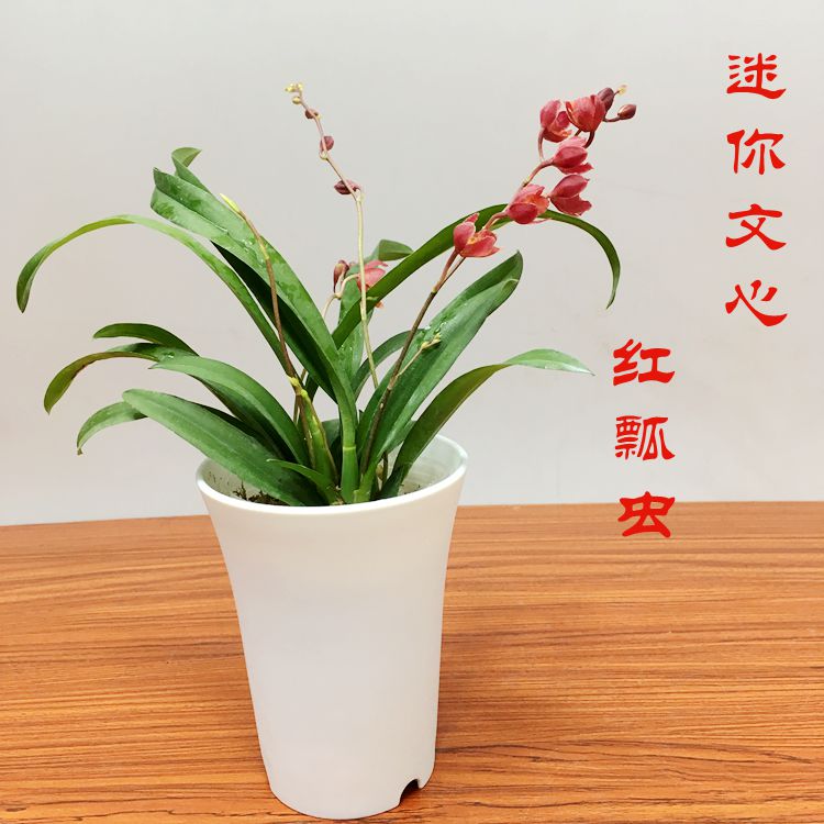 文心兰红瓢虫洋兰桌面趣味花卉易长花开花机器 2-4枝花剑 无花 - 图1