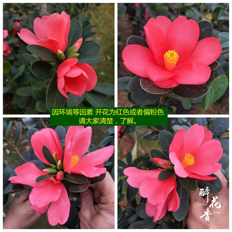 四季杜鹃红山茶茶花苗带花苞 绿植花卉盆栽阳台客厅花苗庭院植物