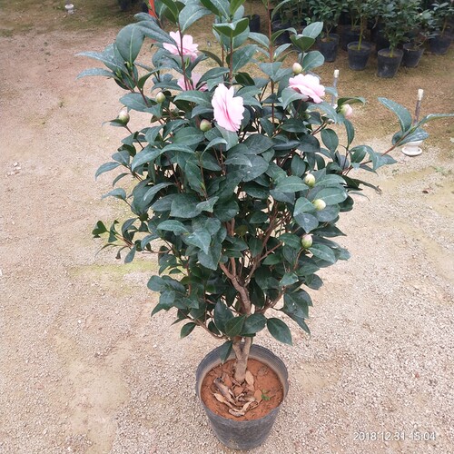 宫粉茶花盆栽小桃红苗当年开花绿植花卉阳台客厅花苗庭院盆景植物 - 图2