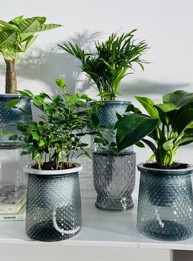 【绿植四件套】发财树九里香金钻栀子花富贵竹桌面植物绿植小盆栽