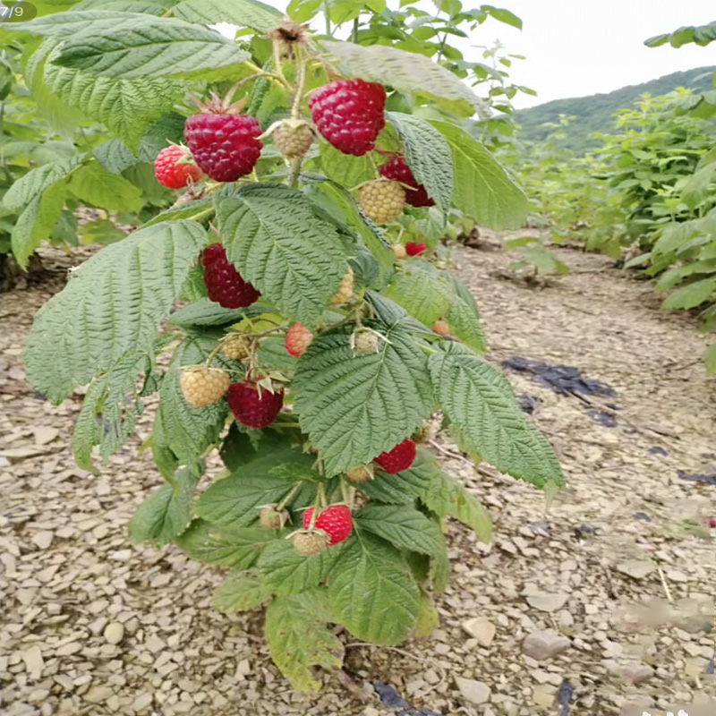 树莓苗双季覆盆子果树苗盆栽地栽南北方种植当年结果红黄黑树莓苗 - 图2