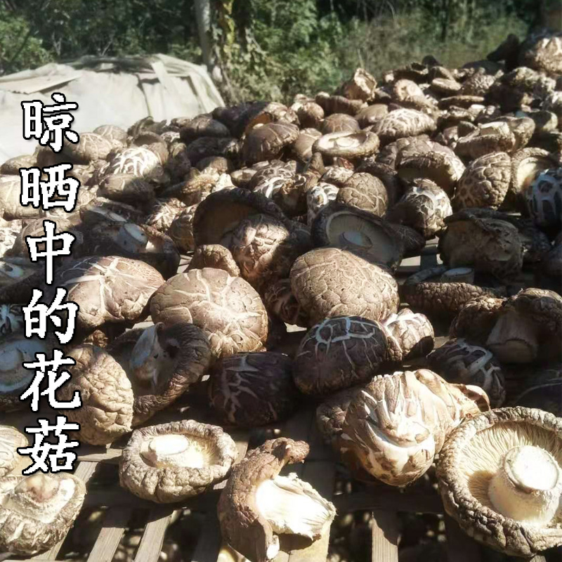 西峡香菇白花菇农家冬菇伏牛山南阳椴木菌菇自产双剪干货500g包邮 - 图0