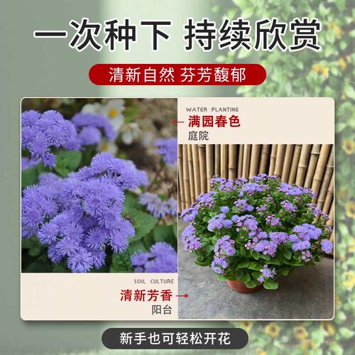 室内外果园驱蚊除虫花卉藿香蓟花种子籽盆栽地被霍香庭院耐热花籽 - 图2