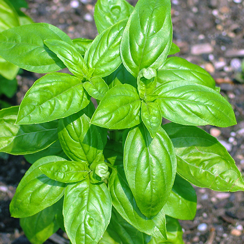 驱蚊食用香草植物甜香罗勒种子紫叶丁香芳九层塔籽鲜蔬菜籽苗调料 - 图0