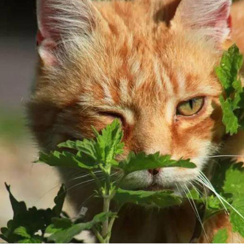 猫草猫薄荷种子小荆芥猫咪零食化毛草籽多年生室外盆栽观赏驱蚊草