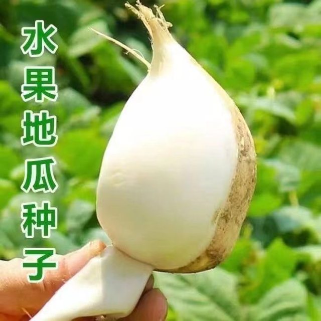 Cold potato and sweet potato seeds, Muma mountain sweet potato, early-maturing and high-yielding fruit, sweet potato and sweet potato, sweet potato and jicama vegetable seeds.