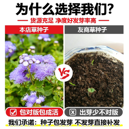 室内外果园驱蚊除虫花卉藿香蓟花种子籽盆栽地被霍香庭院耐热花籽 - 图1